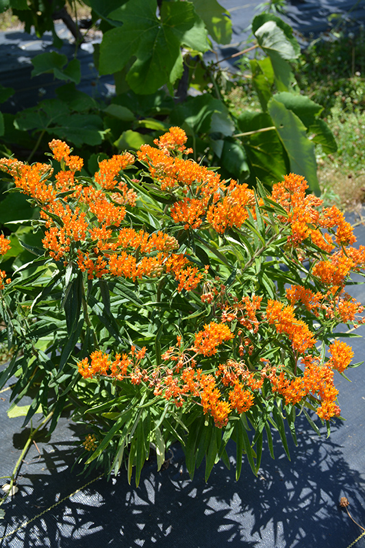 Butterfly Weed (Asclepias tuberosa) at Stauffers Of Kissel Hill