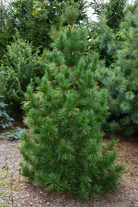 Columnar White Pine (Pinus strobus 'Fastigiata') at Stauffers Of Kissel Hill