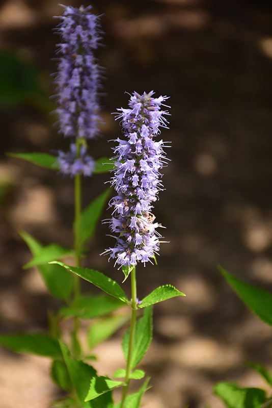 Blue Fortune Anise Hyssop (Agastache 'Blue Fortune') at Stauffers Of Kissel Hill