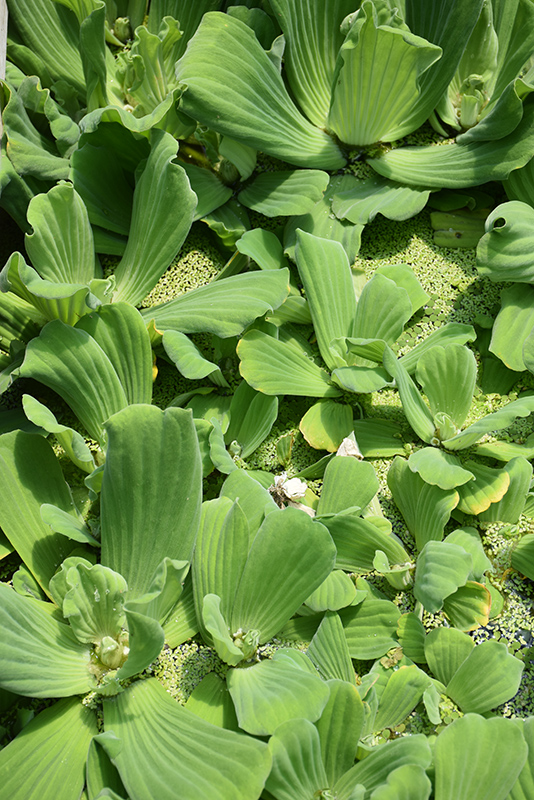 Water Lettuce (Pistia stratiotes) at Stauffers Of Kissel Hill