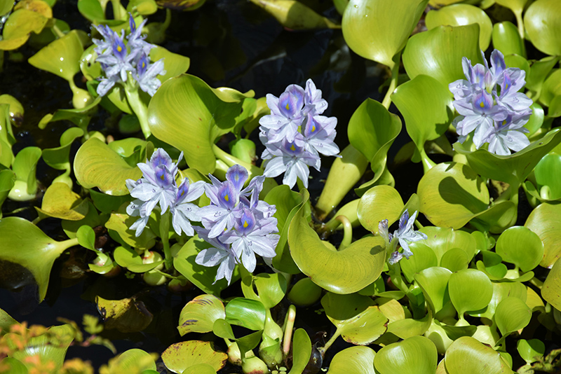 Water Hyacinth (Eichhornia crassipes) at Stauffers Of Kissel Hill