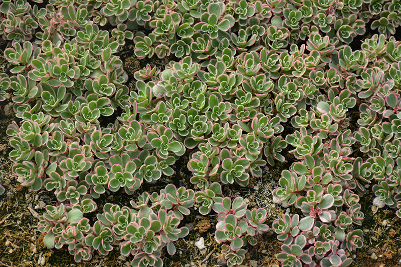 Tricolor Stonecrop (Sedum spurium 'Tricolor') at Stauffers Of Kissel Hill