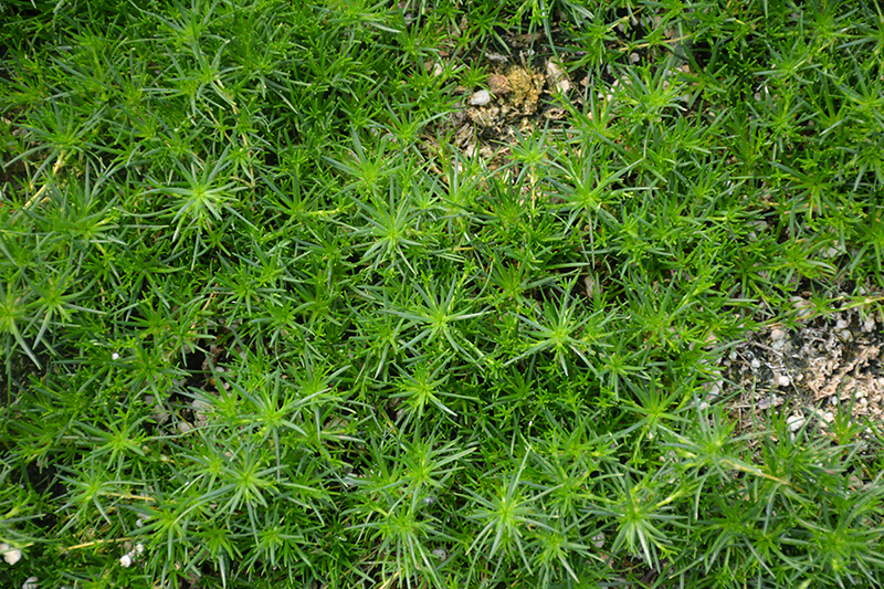 Irish Moss (Sagina subulata) at Stauffers Of Kissel Hill