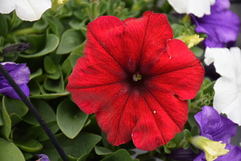 Easy Wave Red Velour Petunia (Petunia 'Easy Wave Red Velour') at Stauffers Of Kissel Hill