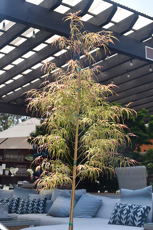 Koto No Ito Japanese Maple (Acer palmatum 'Koto No Ito') at Stauffers Of Kissel Hill