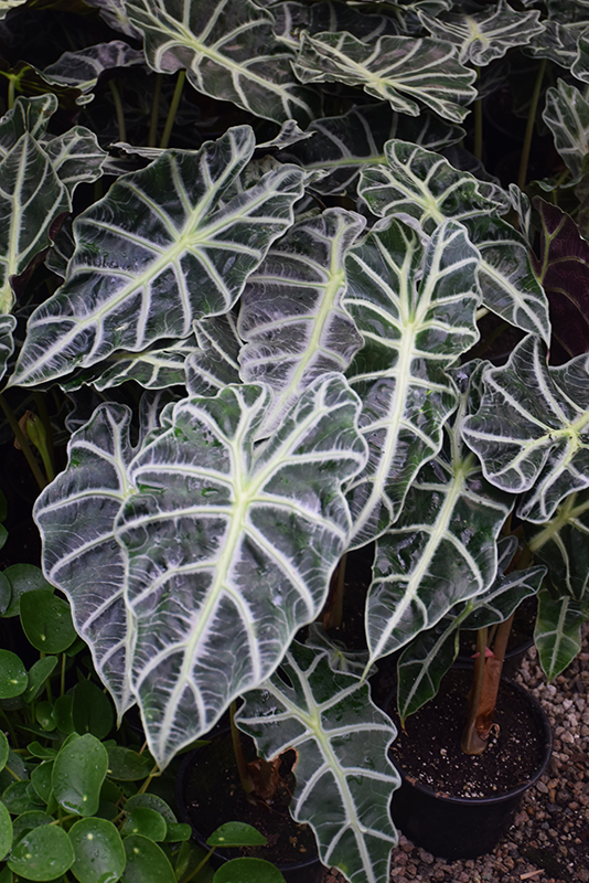 Polly Amazon Elephant's Ear (Alocasia amazonica 'Polly') at Stauffers Of Kissel Hill