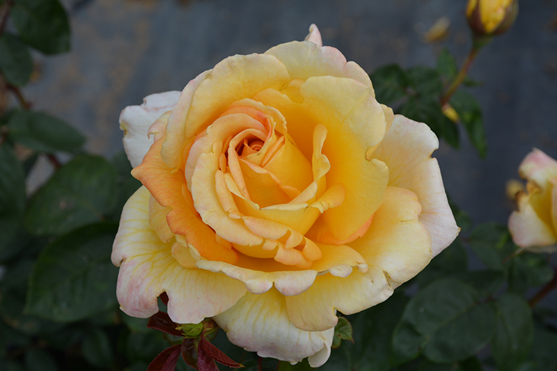 Oregold Rose (Rosa 'Oregold') at Stauffers Of Kissel Hill