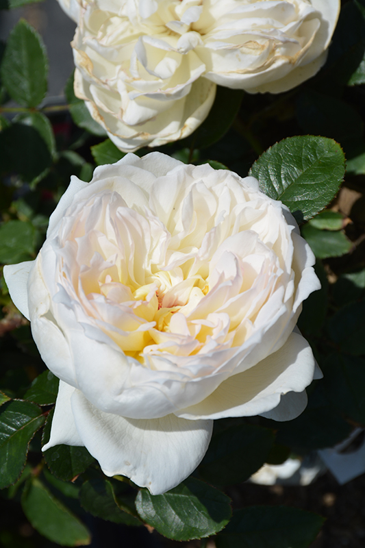 Bolero Rose (Rosa 'Meidelweis') at Stauffers Of Kissel Hill