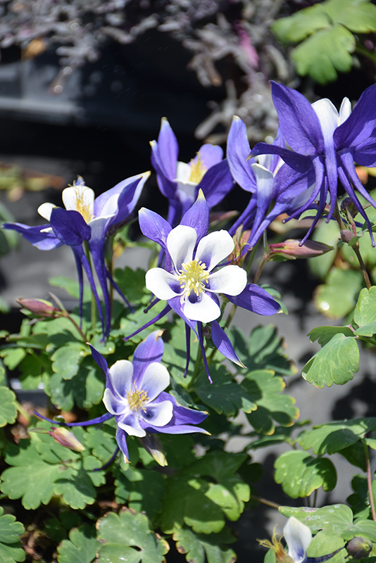 Origami Blue and White Columbine (Aquilegia 'Origami Blue and White') at Stauffers Of Kissel Hill