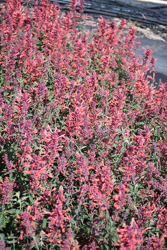 Kudos Coral Hyssop (Agastache 'Kudos Coral') at Stauffers Of Kissel Hill
