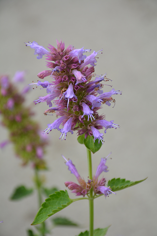 Kudos Silver Blue Hyssop (Agastache 'Kudos Silver Blue') at Stauffers Of Kissel Hill