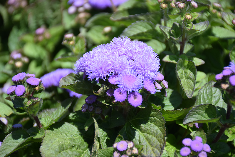Aloha Blue Flossflower (Ageratum 'Aloha Blue') at Stauffers Of Kissel Hill