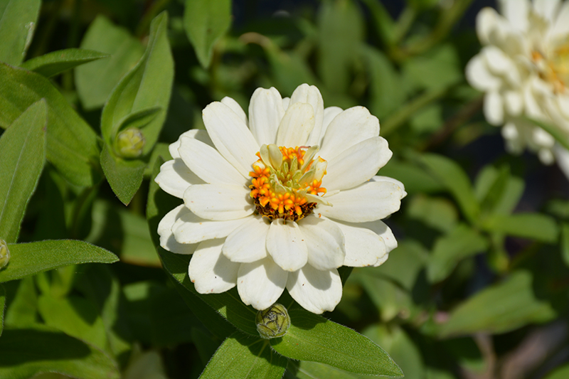 Profusion Double White Zinnia (Zinnia 'Profusion Double White') at Stauffers Of Kissel Hill