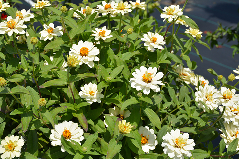 Profusion Double White Zinnia (Zinnia 'Profusion Double White') at Stauffers Of Kissel Hill