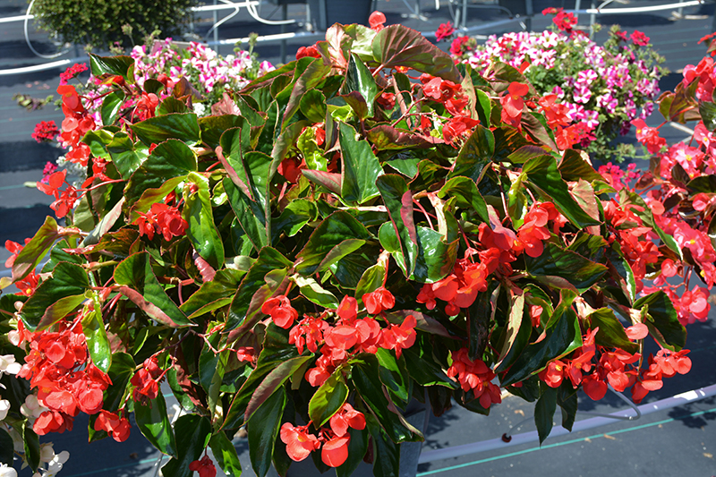 Dragon Wing Red Begonia (Begonia 'Dragon Wing Red') at Stauffers Of Kissel Hill