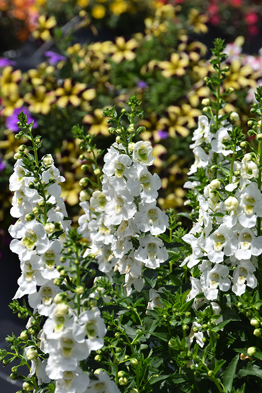 Archangel White Angelonia (Angelonia angustifolia 'Balarcwite') at Stauffers Of Kissel Hill