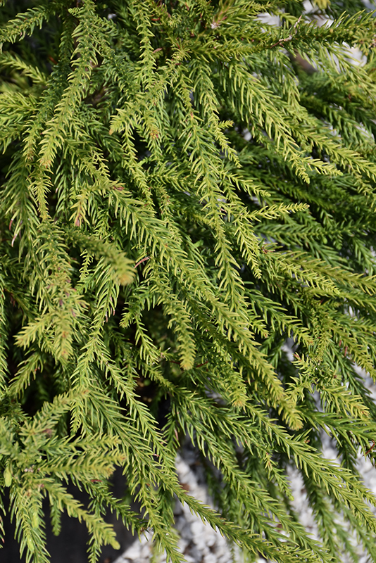 Araucarioides Japanese Cedar (Cryptomeria japonica 'Araucarioides') at Stauffers Of Kissel Hill