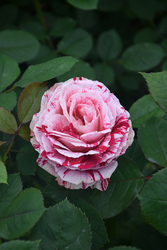 Scentimental Rose (Rosa 'Scentimental') at Stauffers Of Kissel Hill