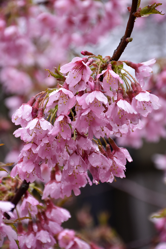 Okame Flowering Cherry (Prunus 'Okame') at Stauffers Of Kissel Hill