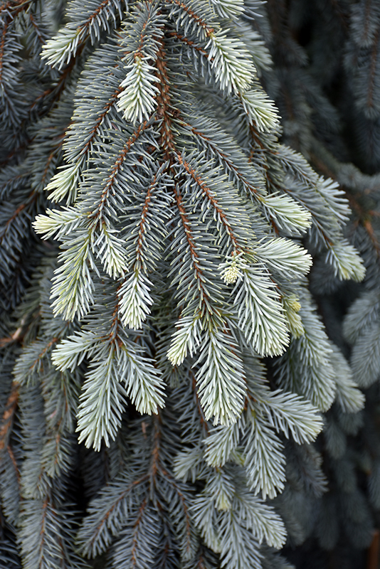 The Blues Colorado Blue Spruce (Picea pungens 'The Blues') at Stauffers Of Kissel Hill