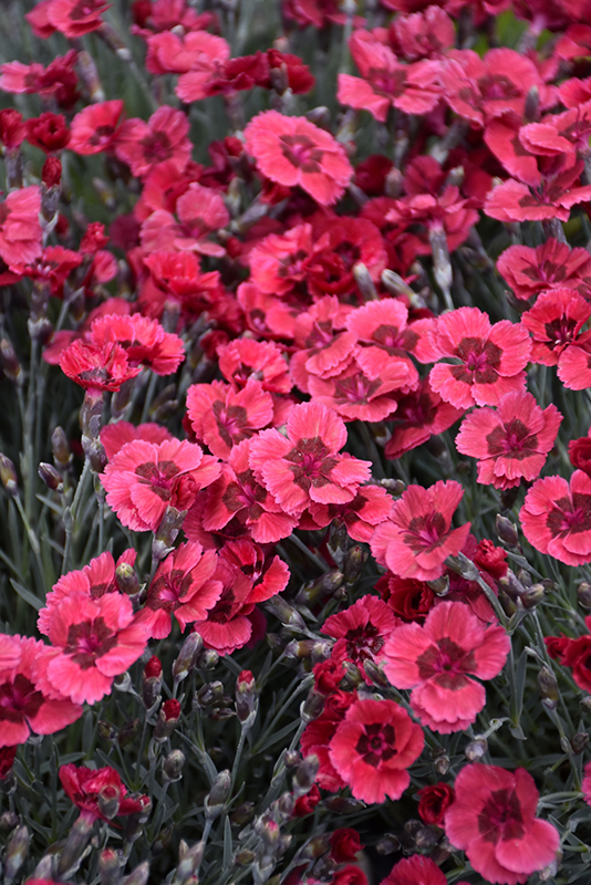 Eastern Star Pinks (Dianthus 'Red Dwarf') at Stauffers Of Kissel Hill