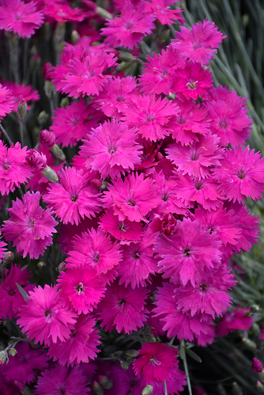 Neon Star Pinks (Dianthus 'Neon Star') at Stauffers Of Kissel Hill