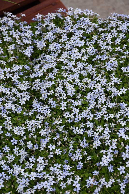 Blue Star Creeper (Isotoma fluviatilis) at Stauffers Of Kissel Hill