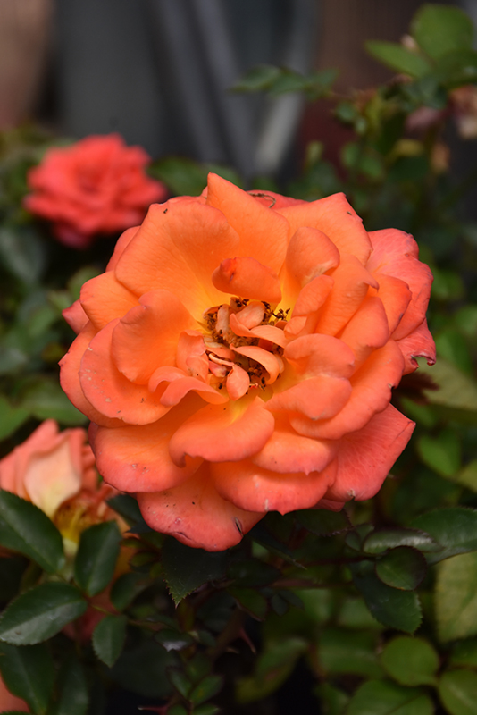 Amber Sunblaze Rose (Rosa 'Meiludoca') at Stauffers Of Kissel Hill