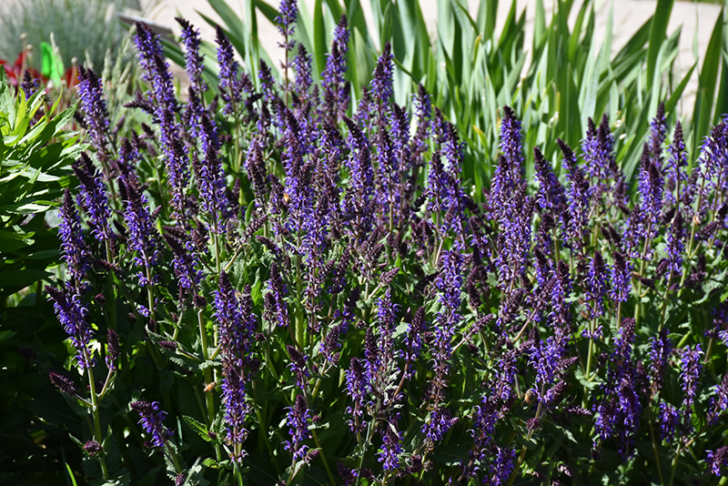 Violet Riot Sage (Salvia nemorosa 'Violet Riot') at Stauffers Of Kissel Hill
