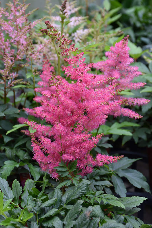 Younique Cerise Astilbe (Astilbe 'Verscerise') at Stauffers Of Kissel Hill