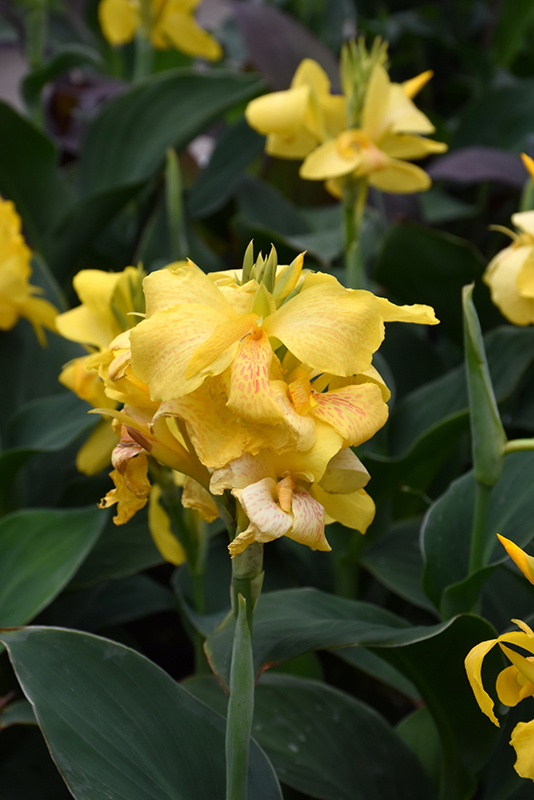 Tropical Yellow Canna (Canna 'Tropical Yellow') at Stauffers Of Kissel Hill