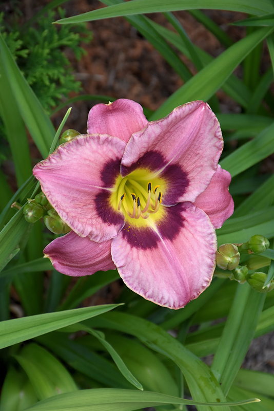 Always Afternoon Daylily (Hemerocallis 'Always Afternoon') at Stauffers Of Kissel Hill