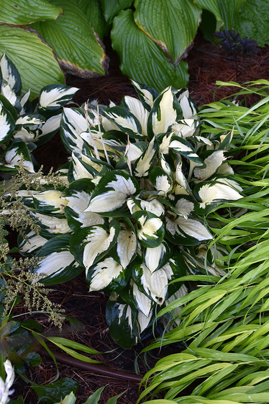 Fire and Ice Hosta (Hosta 'Fire and Ice') at Stauffers Of Kissel Hill