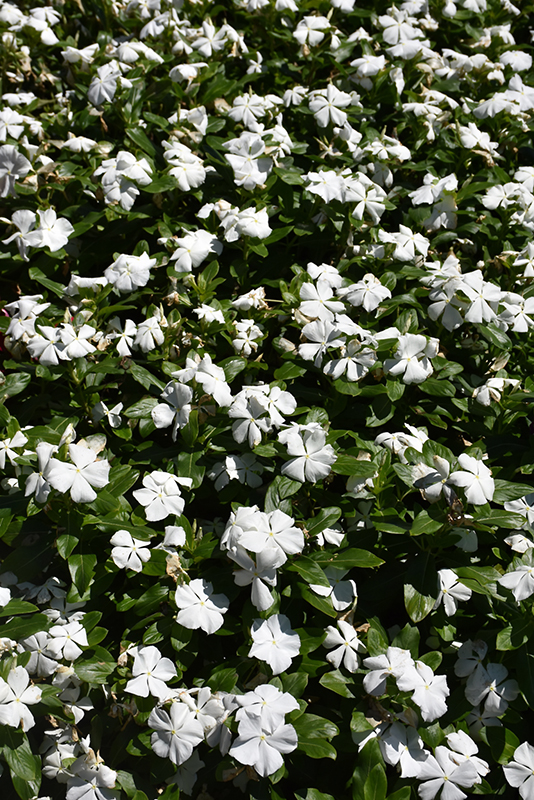 Titan Pure White Vinca (Catharanthus roseus 'Titan Pure White') at Stauffers Of Kissel Hill