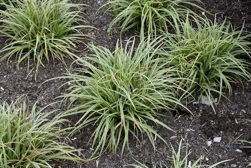 Silver Sceptre Variegated Japanese Sedge (Carex morrowii 'Silver Sceptre') at Stauffers Of Kissel Hill