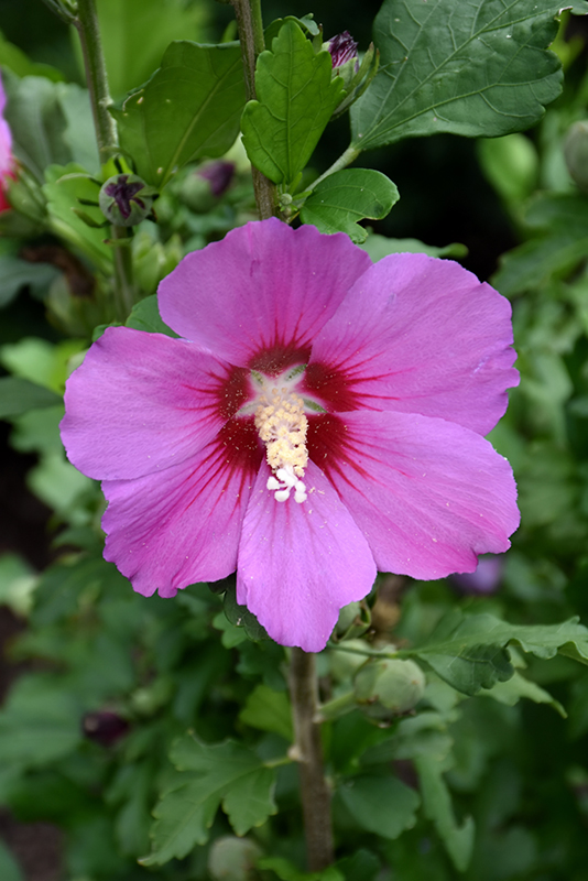 Violet Satin Rose of Sharon (Hibiscus syriacus 'Floru') at Stauffers Of Kissel Hill
