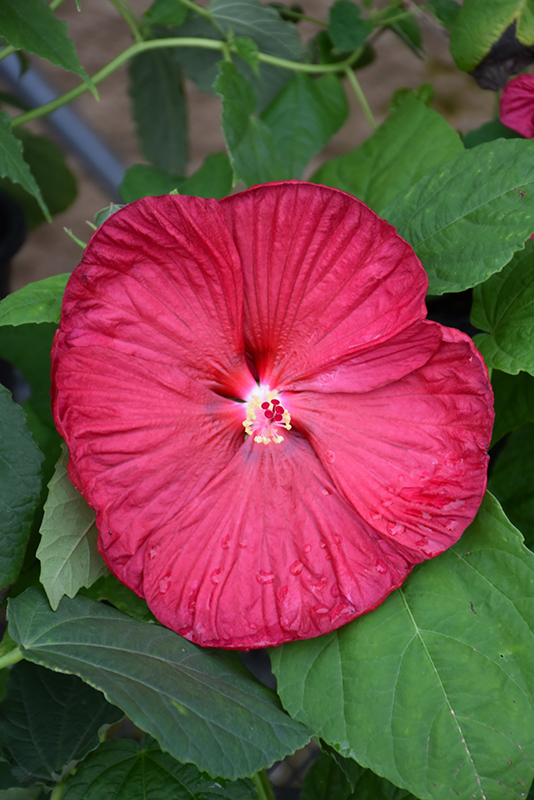 Luna Red Hibiscus (Hibiscus moscheutos 'Luna Red') at Stauffers Of Kissel Hill