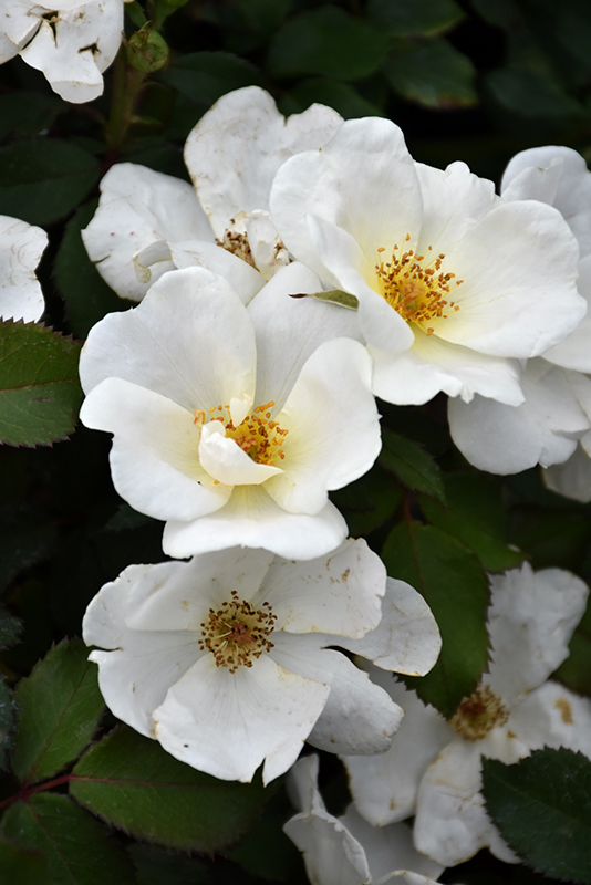 White Knock Out Rose (Rosa 'Radwhite') at Stauffers Of Kissel Hill