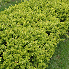 Plant Photo 2
