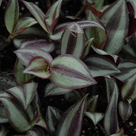 Plant Photo 1