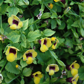 Plant Photo 4