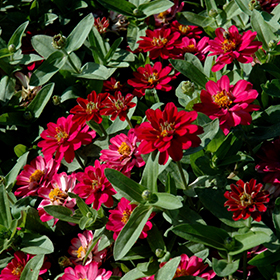 Plant Photo 8