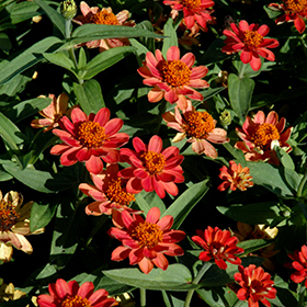 Plant Photo 7