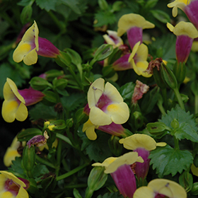 Plant Photo 9