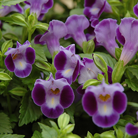 Plant Photo 5