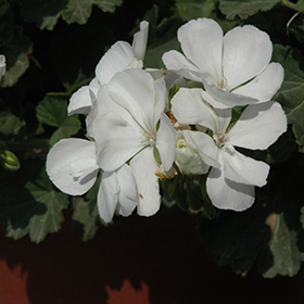 Plant Photo 7