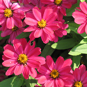Plant Photo 6