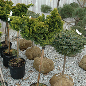 Plant Photo 2
