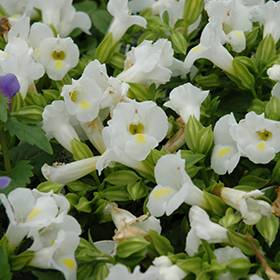 Plant Photo 1