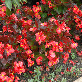 Plant Photo 3